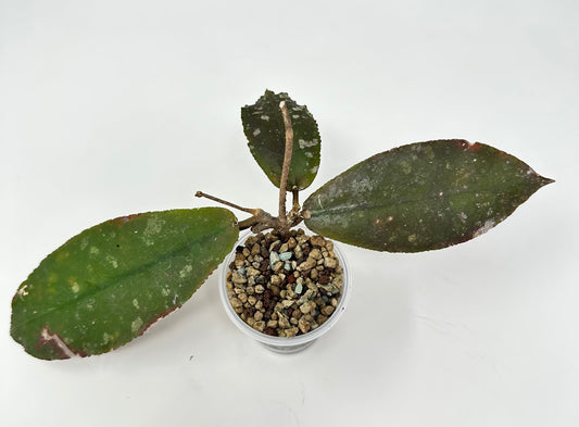 Hoya undulata (Smooth Edge Indonesian Clone)